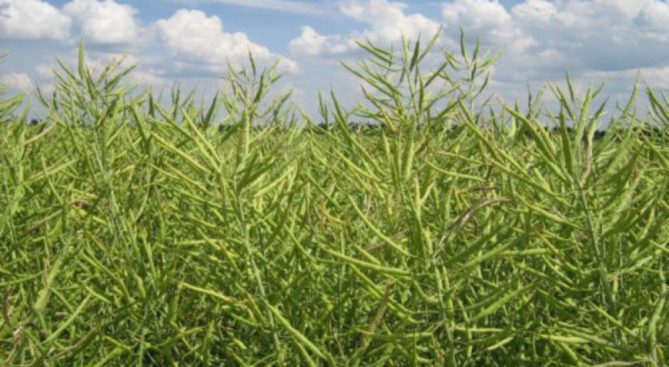 PSPO: Zbiory rzepaku 1,5–1,6 mln t