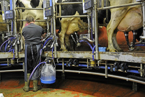 Indywidualne podejście do krów &#8211; więcej mleka