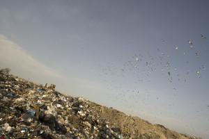 Samorządowy bunt śmieciowy