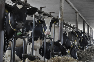 PIM: Spadły ceny skupu mleka