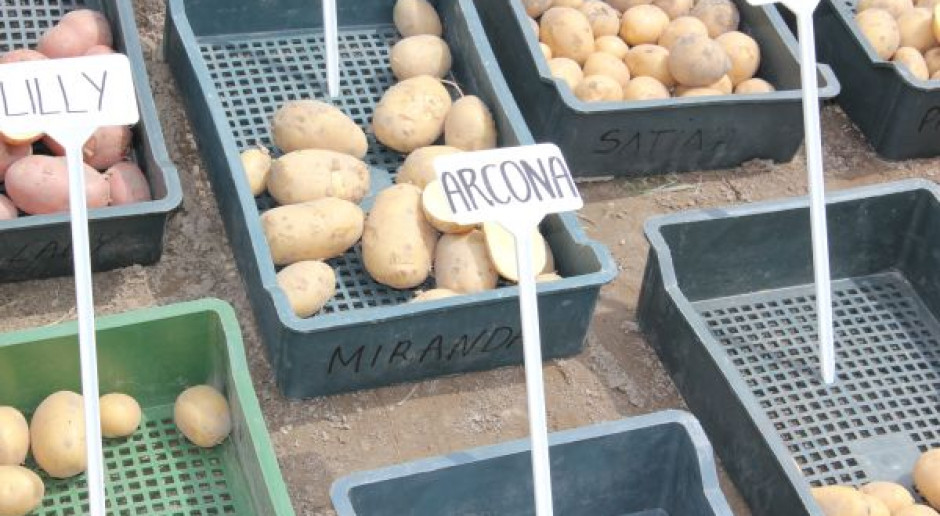 Trudna sytuacja producentów ziemniaków