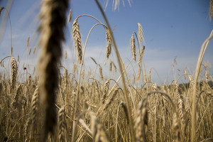 Zbiory zbóż na poziomie 280 mln t