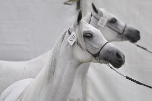 Chalimoniuk: zmieniają się zasady udziału w czempionacie koni arabskich w Janowie