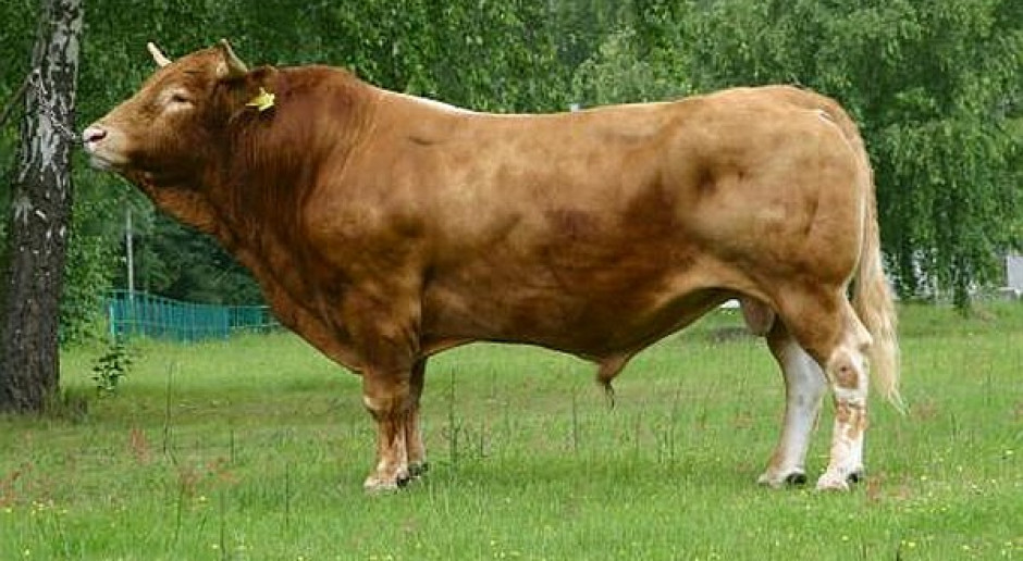 Najczęściej wybierają Limousine