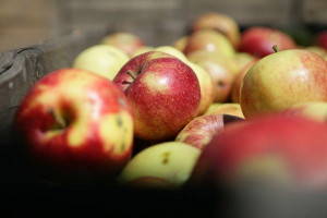 Sadownicy wzywają do ograniczenia dostaw jabłek do skupów 