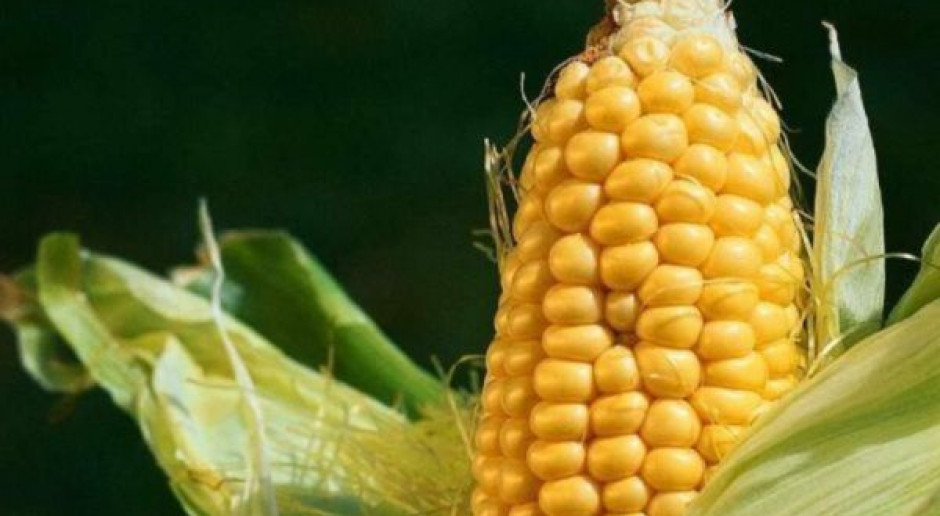 Rekordowe zbiory kukurydzy - 3 mln t