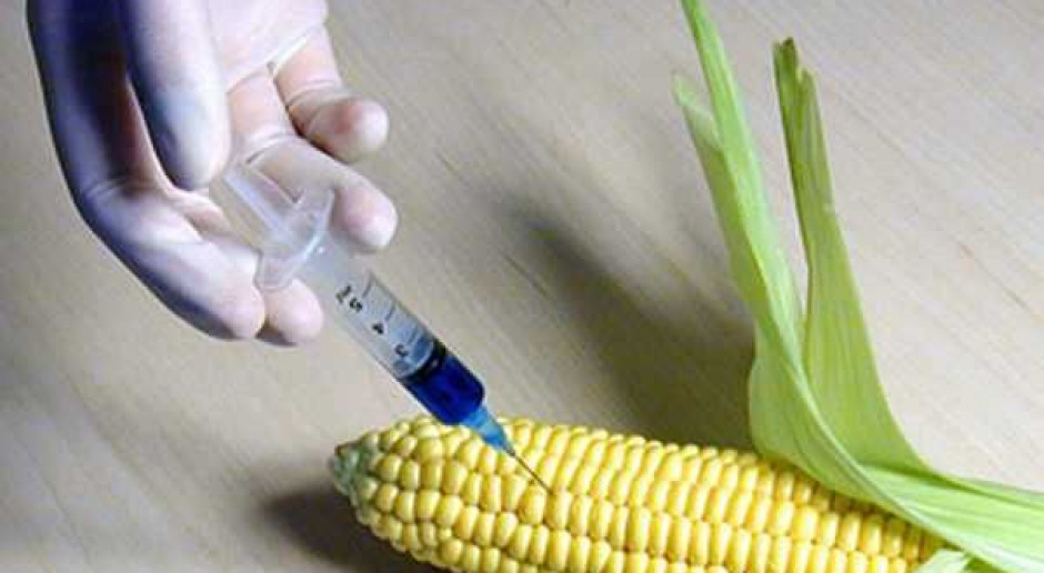 GMO ponownie na tapecie