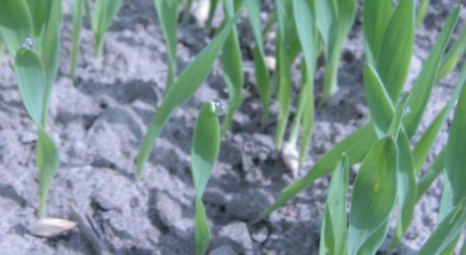 Integrowana ochrona coraz bliżej