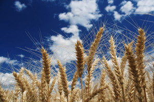 15-20 mln ton zbóż na eksport z Rosji