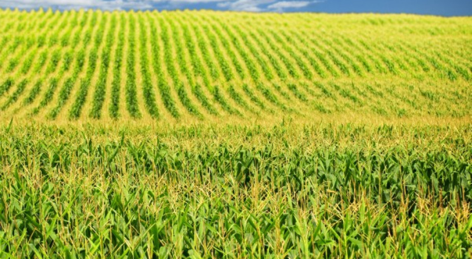 Bezprawnie blokują uprawę GMO