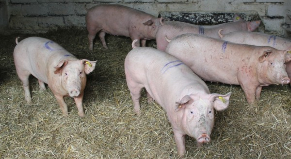 Będzie rosło zapotrzebowanie na spokojne loszki
