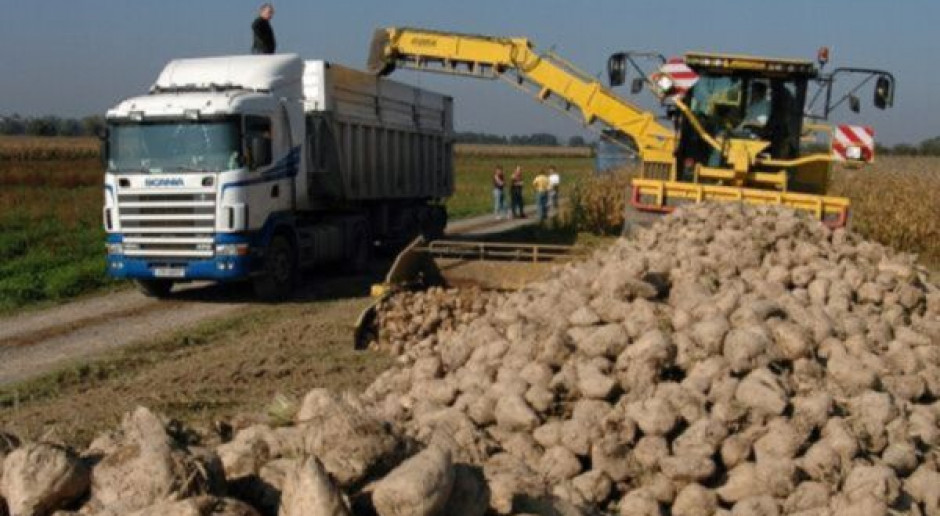 20 proc. straty w buraku cukrowym z powodu suszy