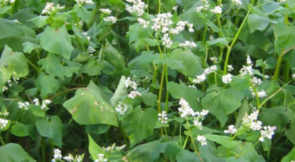 Rekordowe plony gryki – niskie ceny