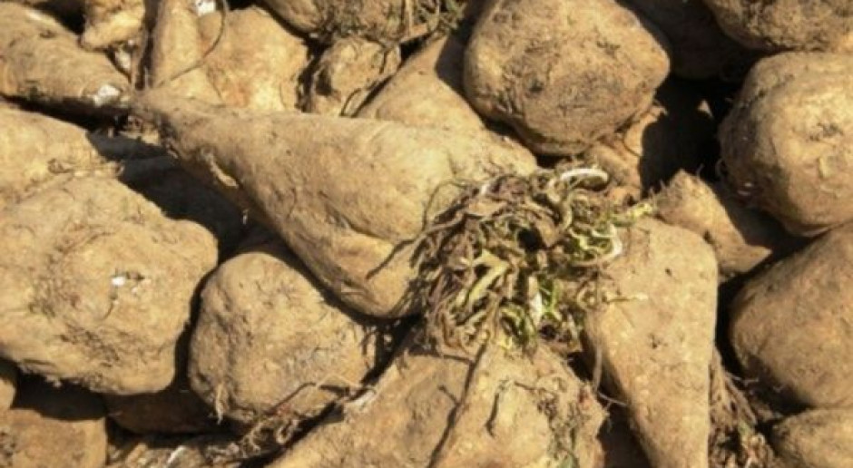 Cena minimalna za buraki wynosi 26,29 euro/t