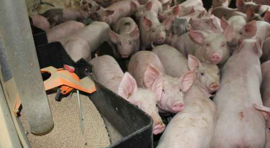 Chiny zwiększą import kukurydzy na paszę dla świń