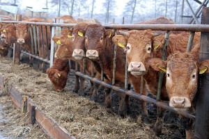 Spadek produkcji wołowiny w UE
