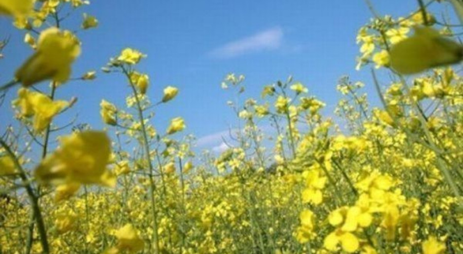 Copa-Cogeca: Wzrost produkcji rzepaku w UE o 1,9 proc.