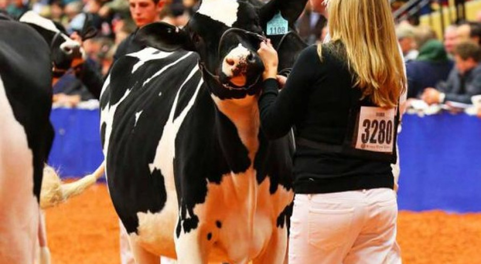 World Dairy Expo: Superczempionki w klasie juniorów