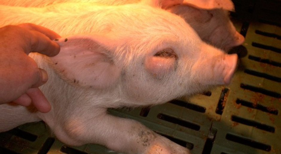 Streptococcus suis - groźny nie tylko dla świń