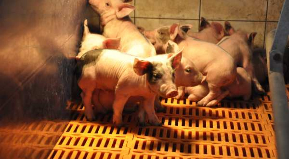 Dobrostan zwiększy koszty produkcji