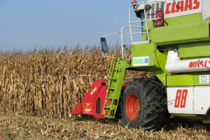 Rolnicy czekają ze zbiorem kukurydzy w nadziei na wyższe ceny 