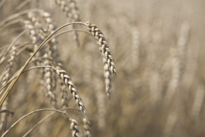 KE: Ceny zbóż spadną wobec obecnych poziomów 