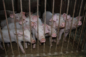 Chów świń wymaga wsparcia rządu