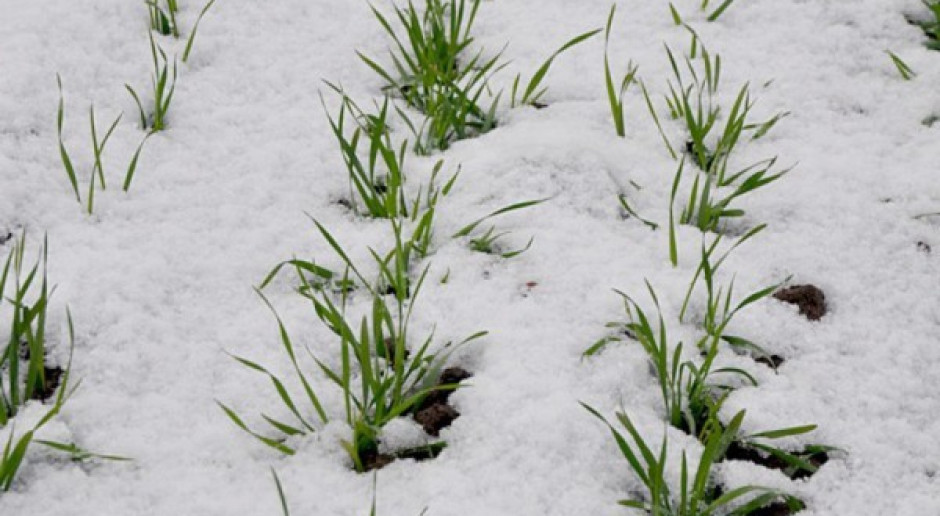 Śnieg daje nadzieję na dobre przezimowanie