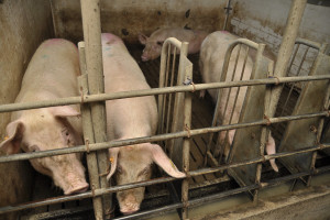 Zagrożony eksport polskich świń na Węgry