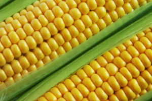 CBOS: 65 proc. ankietowanych przeciw GMO