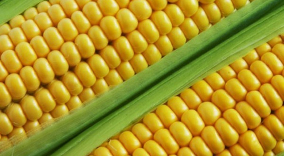 CBOS: 65 proc. ankietowanych przeciw GMO