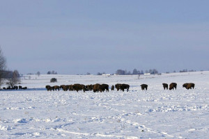 Puszcza Białowieska - ochłodzenie i śnieg pomogą w inwentaryzacji żubrów