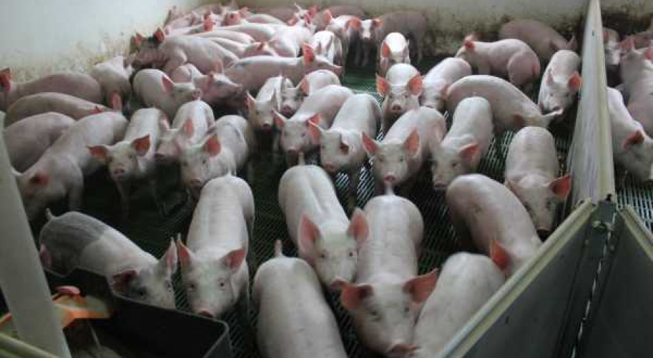 Ukraińska produkcja wieprzowiny wypierana przez import