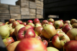 Rosjanie chętnie kupują polskie jabłka