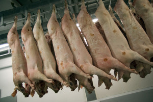Spadek produkcji mięsa w Niemczech