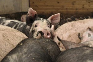 Pierwsze ustalenia programu odbudowy pogłowia świń