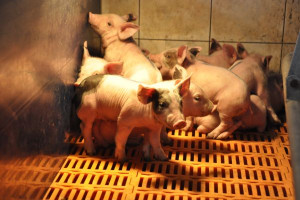 Potrzebna strategia i poprawa efektywności produkcji świń 