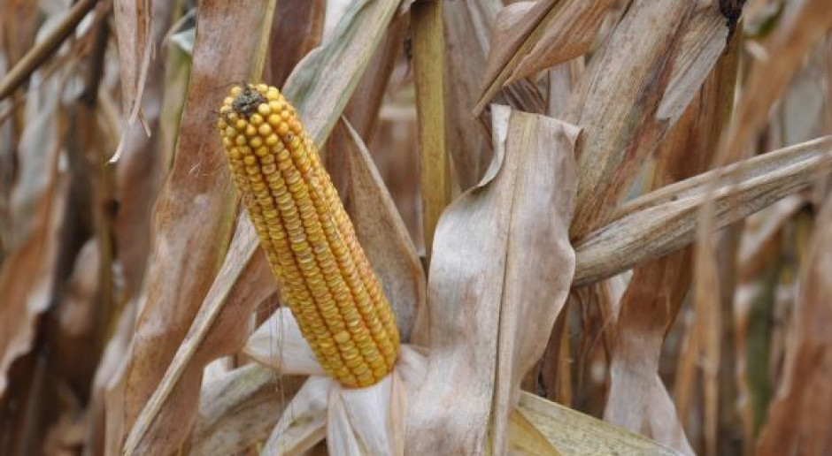 Więcej upraw GMO – wzrost o 6 proc.