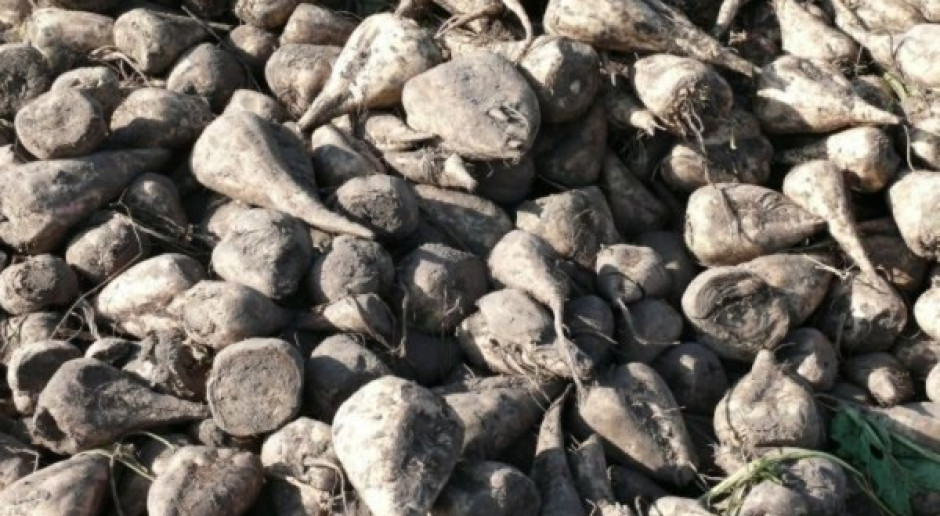 KZPBC: Kwoty cukrowe do 2017 r. złe dla plantatorów