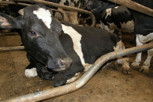 Problemy z zaleganiem poporodowym krów