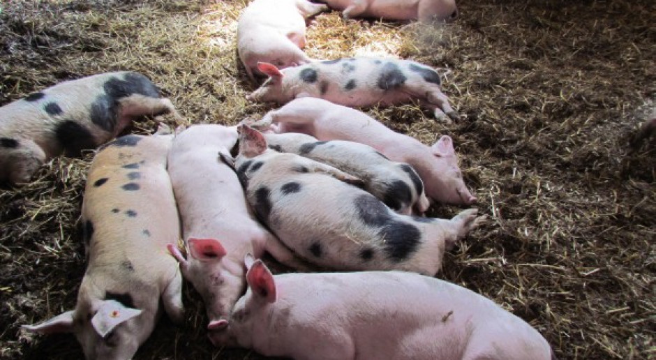 Mojzesowicz: Program odbudowy pogłowia świń jest w powijakach