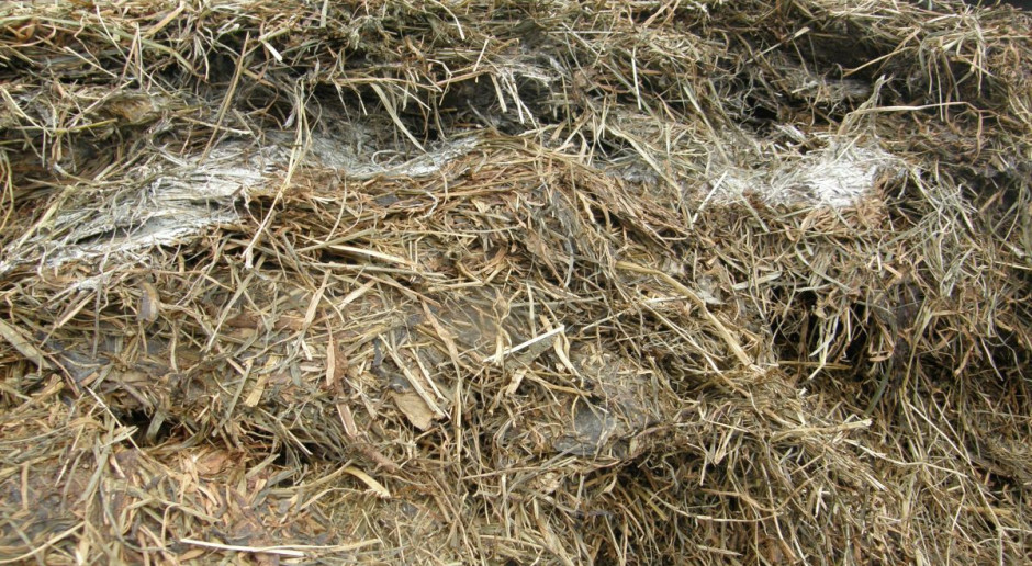 Zagrzana kiszonka – strata paszy