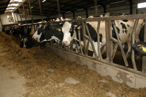Ocena żywienia krów mlecznych od kwietnia w RW-11
