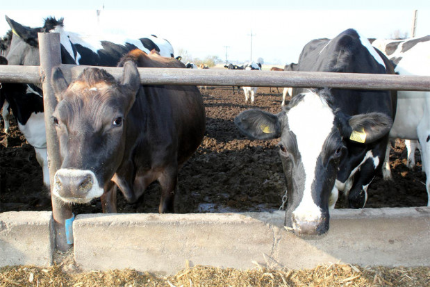 Krzyżowanie międzyrasowe bydła mlecznego