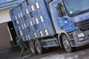 PE chce poprawić dobrostan zwierząt przeznaczonych na ubój