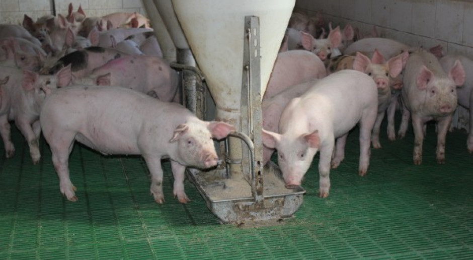Produkcja świń powinna być oparta o możliwości paszowe gospodarstwa