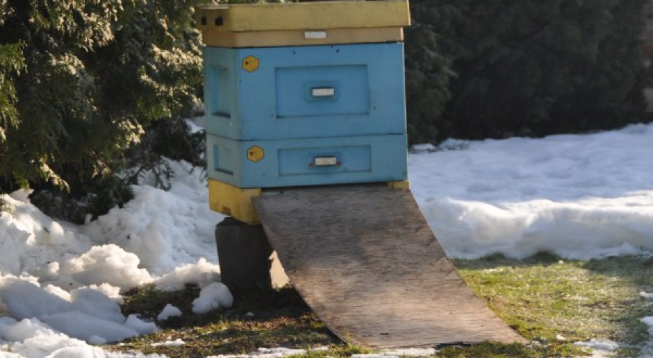 Pszczoły krzepną na śniegu