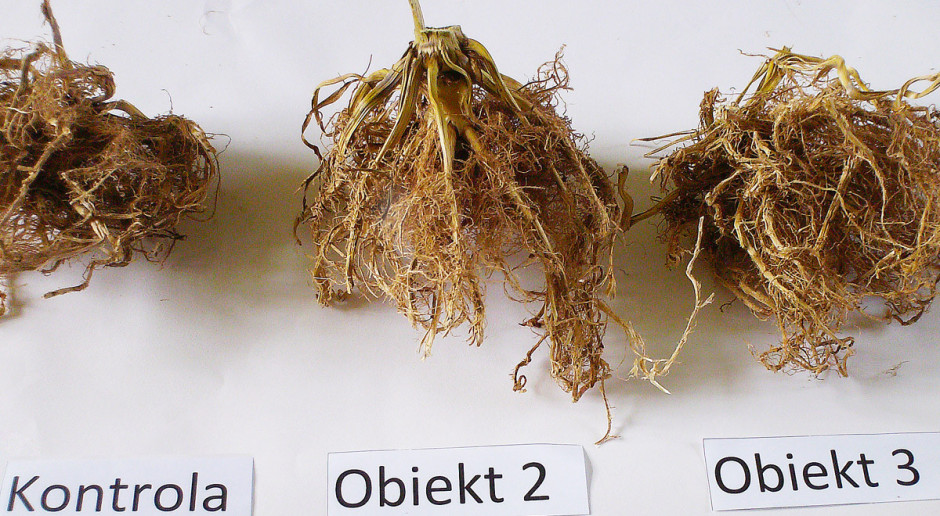 Tajemnice biostymulatorów