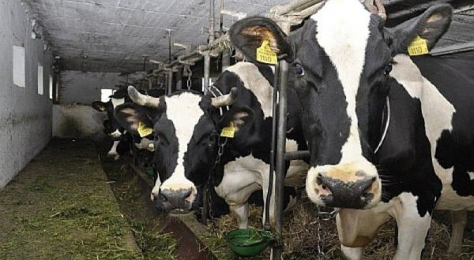 Najwyższa przeciętna produkcja mleka od krowy w woj. lubuskim  