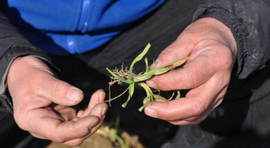 Gęsi oskubały plantacje jęczmienia